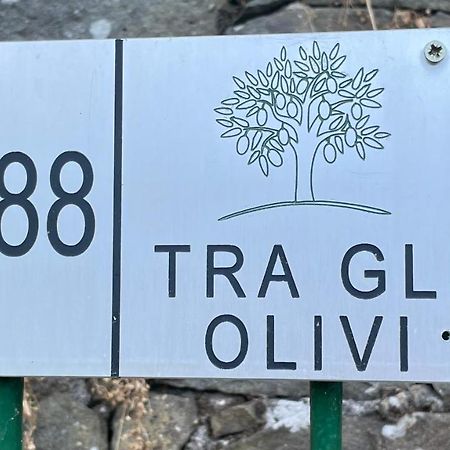 卢卡Tra Gli Olivi公寓 外观 照片